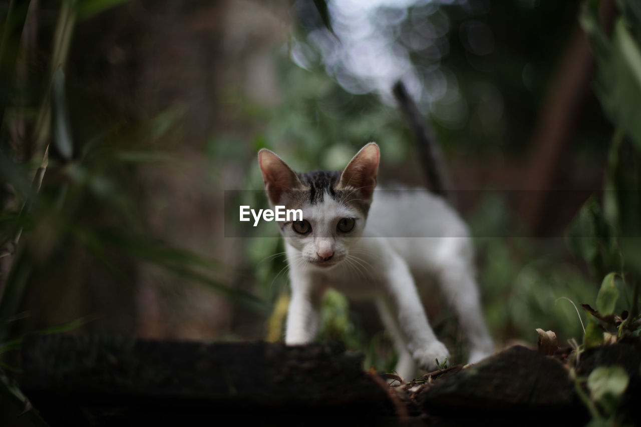 Portrait of cat on kitten outdoors