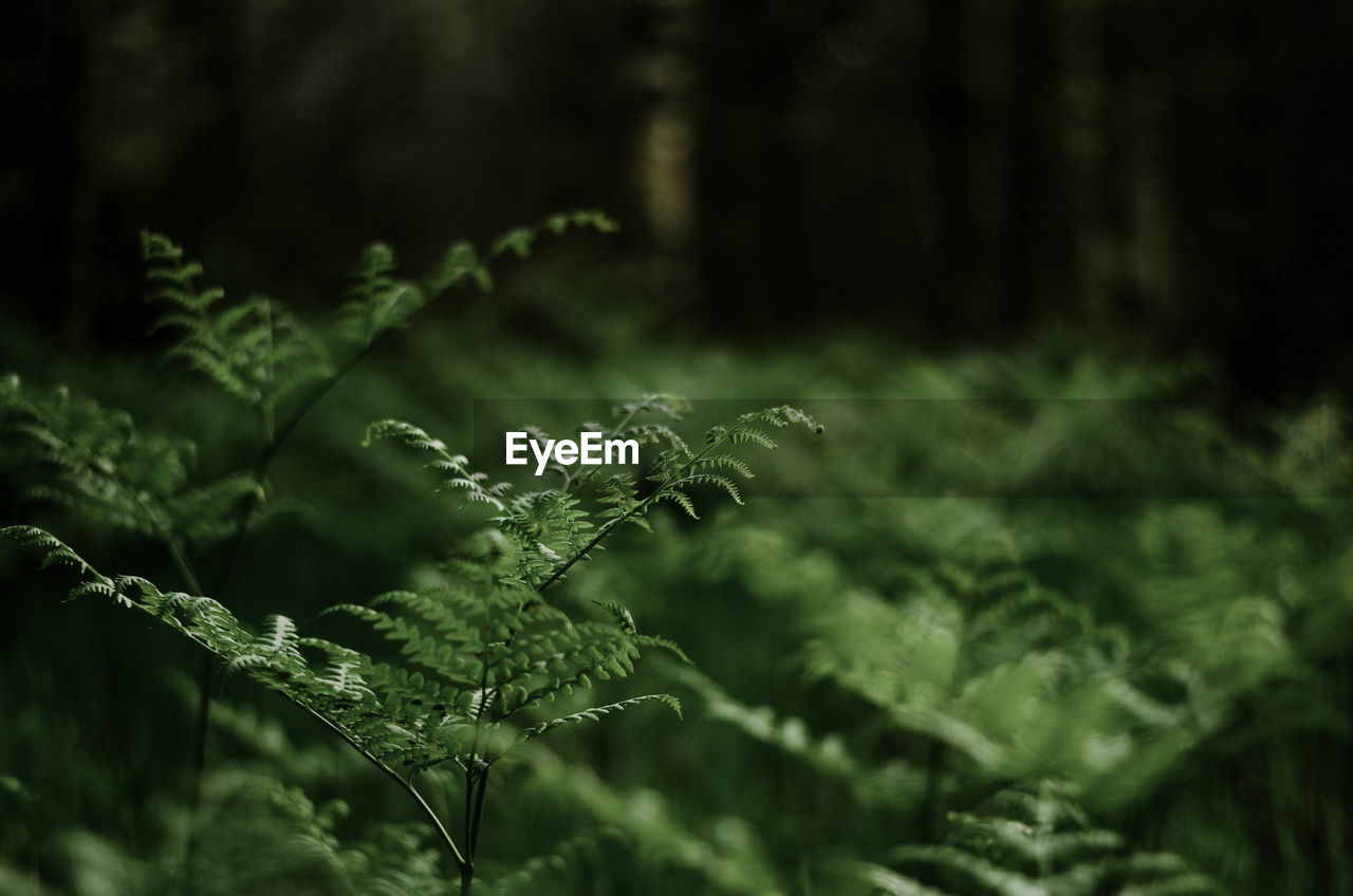CLOSE-UP OF FERN LEAVES ON TREE