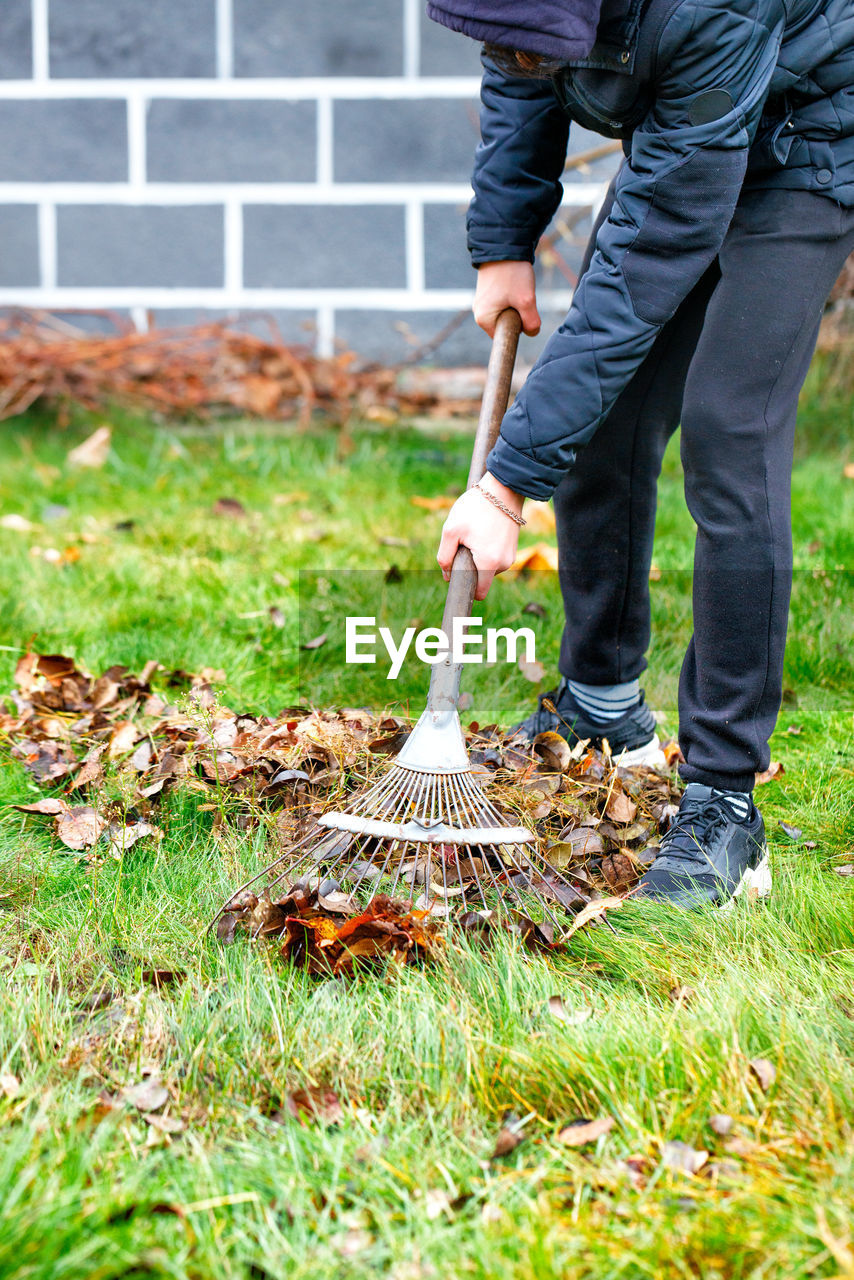 The gardener's hands take care of the green lawn, raking fallen leaves from the green grass.