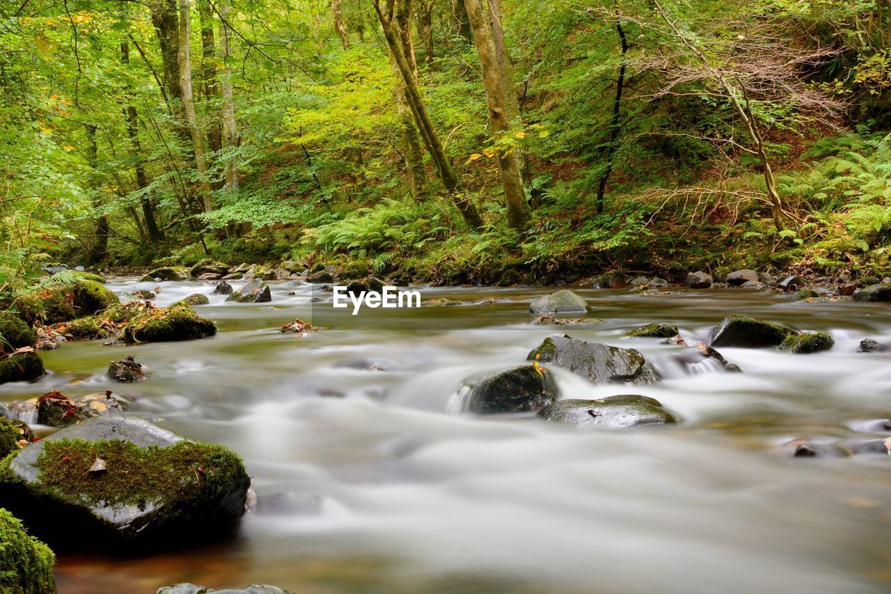 Surface level of stream flowing in forest