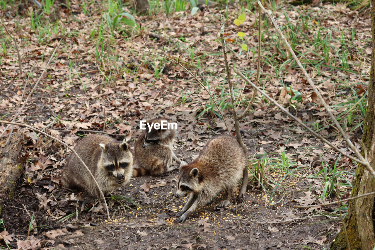 Racoons in bayous of louisiana