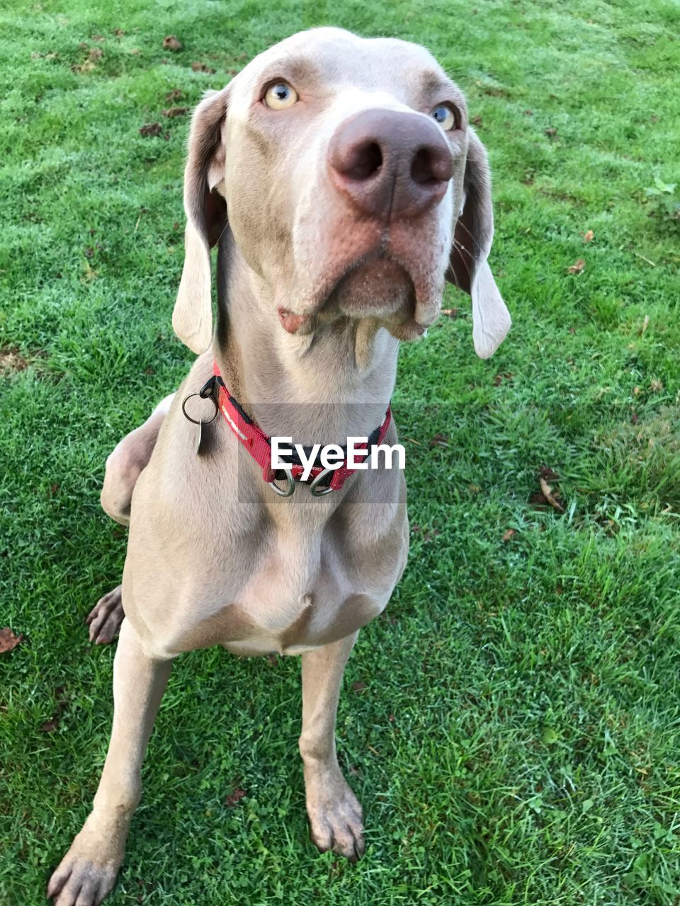 PORTRAIT OF DOG SITTING ON GRASS