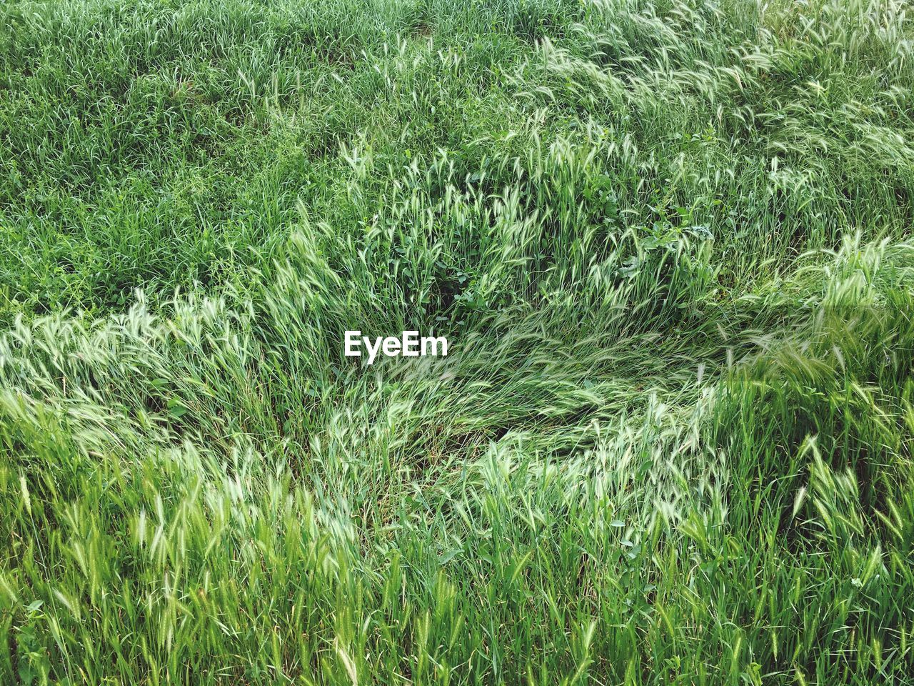 VIEW OF GRASS FIELD