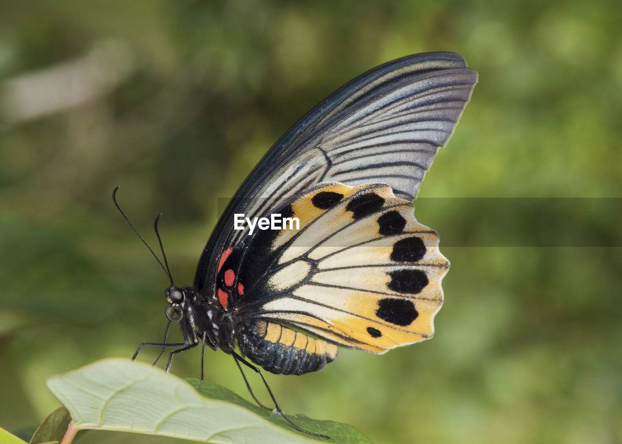 CLOSE-UP OF BUTTERFLY ON FLOWER