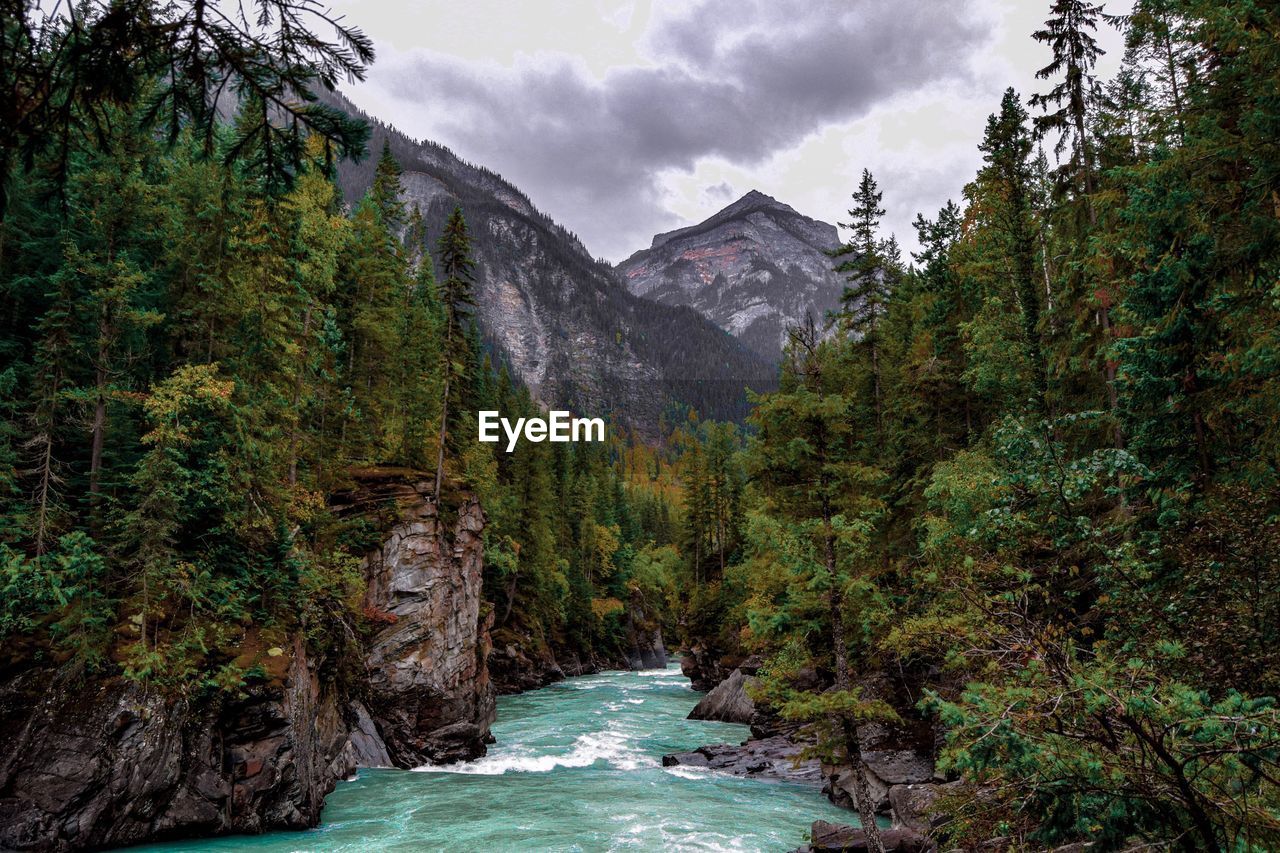 Scenic view of forest and mountains against sky