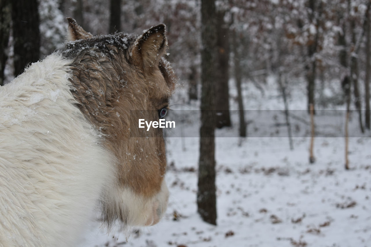 Horse on snow covered land