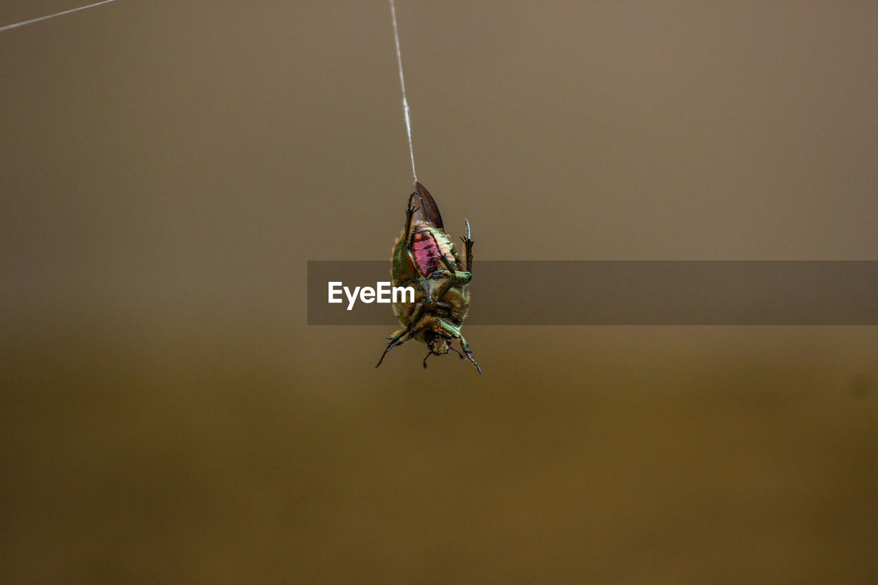 Close-up of bug on web