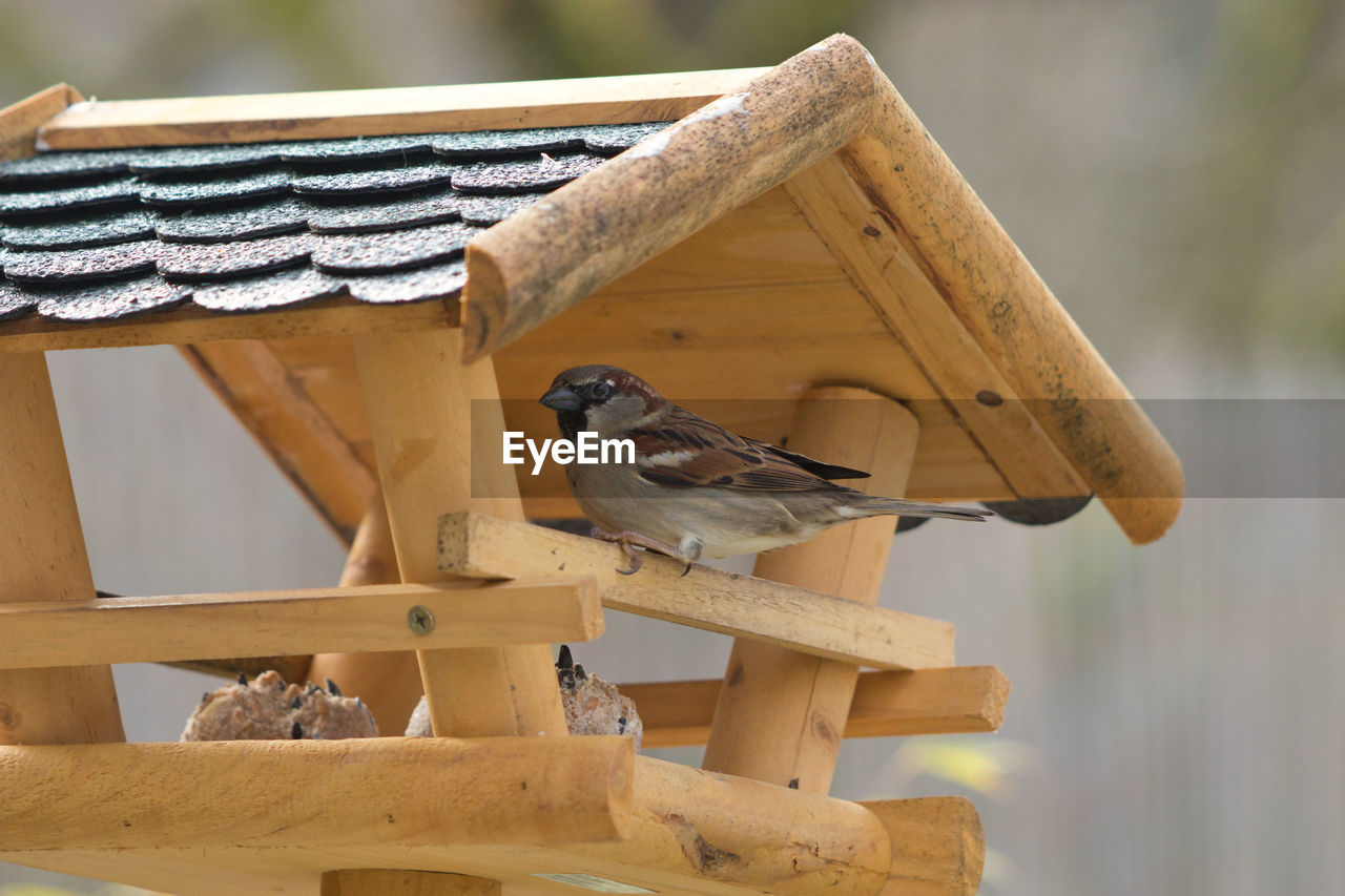 VIEW OF BIRD PERCHING ON WOODEN POST