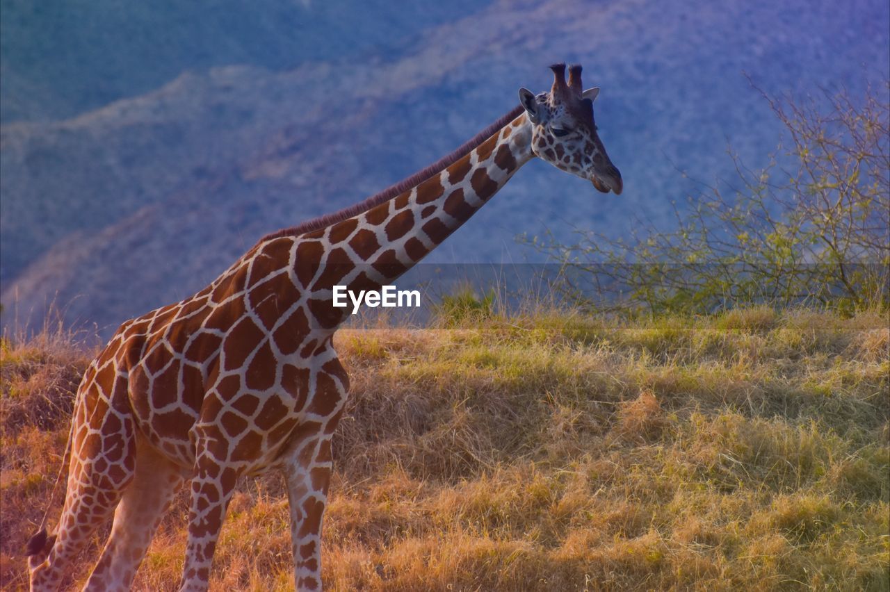 Stunning tall giraffe in africa serengeti mountain