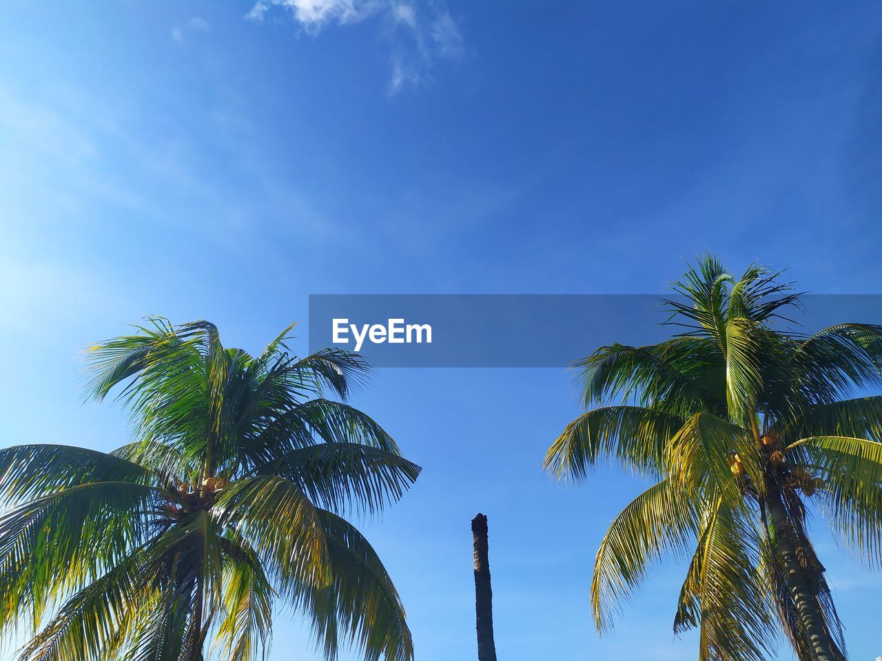 tropical climate, palm tree, tree, sky, plant, nature, blue, coconut palm tree, beauty in nature, cloud, tropical tree, tropics, low angle view, leaf, tranquility, scenics - nature, no people, land, outdoors, environment, travel destinations, sea, palm leaf, sunlight, travel, idyllic, sunny, growth, day, vacation, borassus flabellifer, wind, trip, water, tranquil scene, beach, ocean, holiday, clear sky, summer, flower, tree trunk, green, tourism, copy space, island, trunk