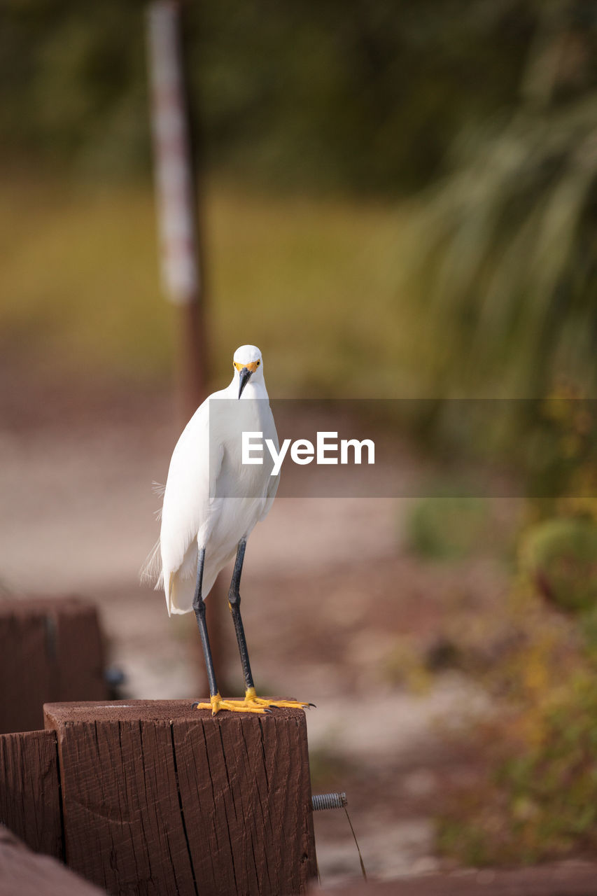 CLOSE-UP OF WHITE BIRD PERCHING ON WOOD