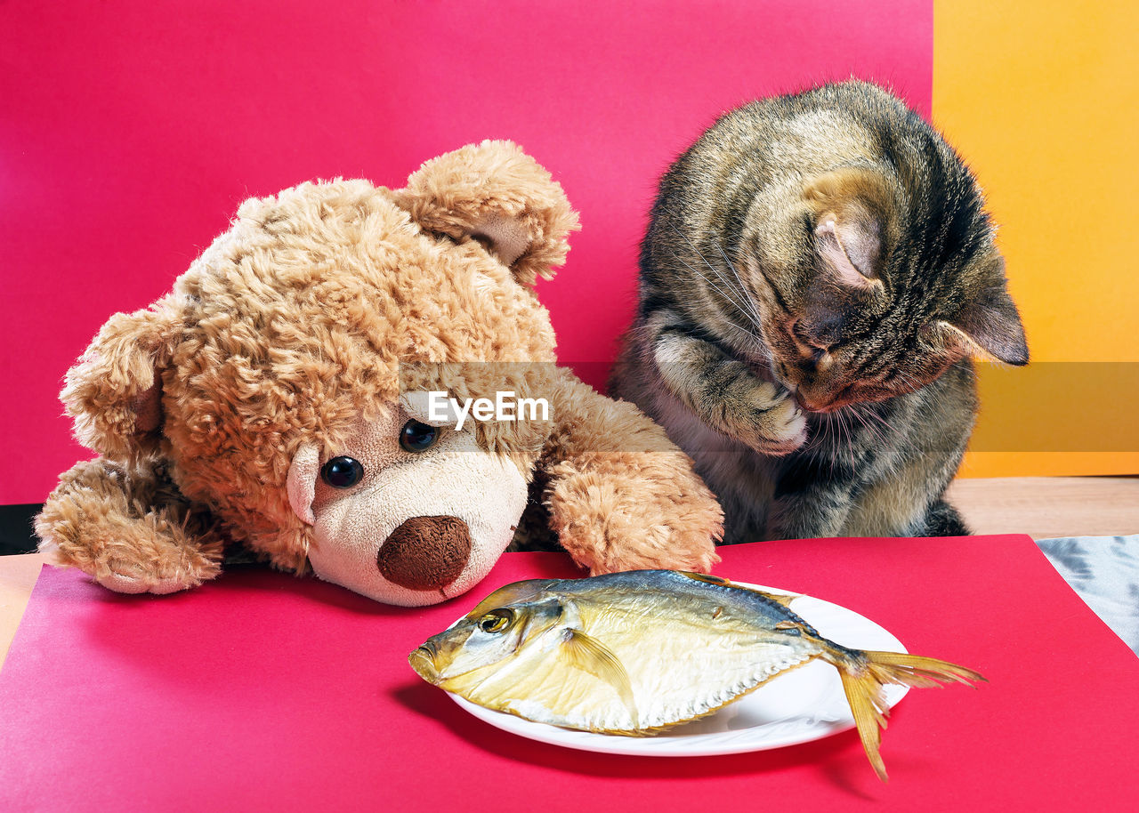 Tabby cat with teddy bear eating fish on red background