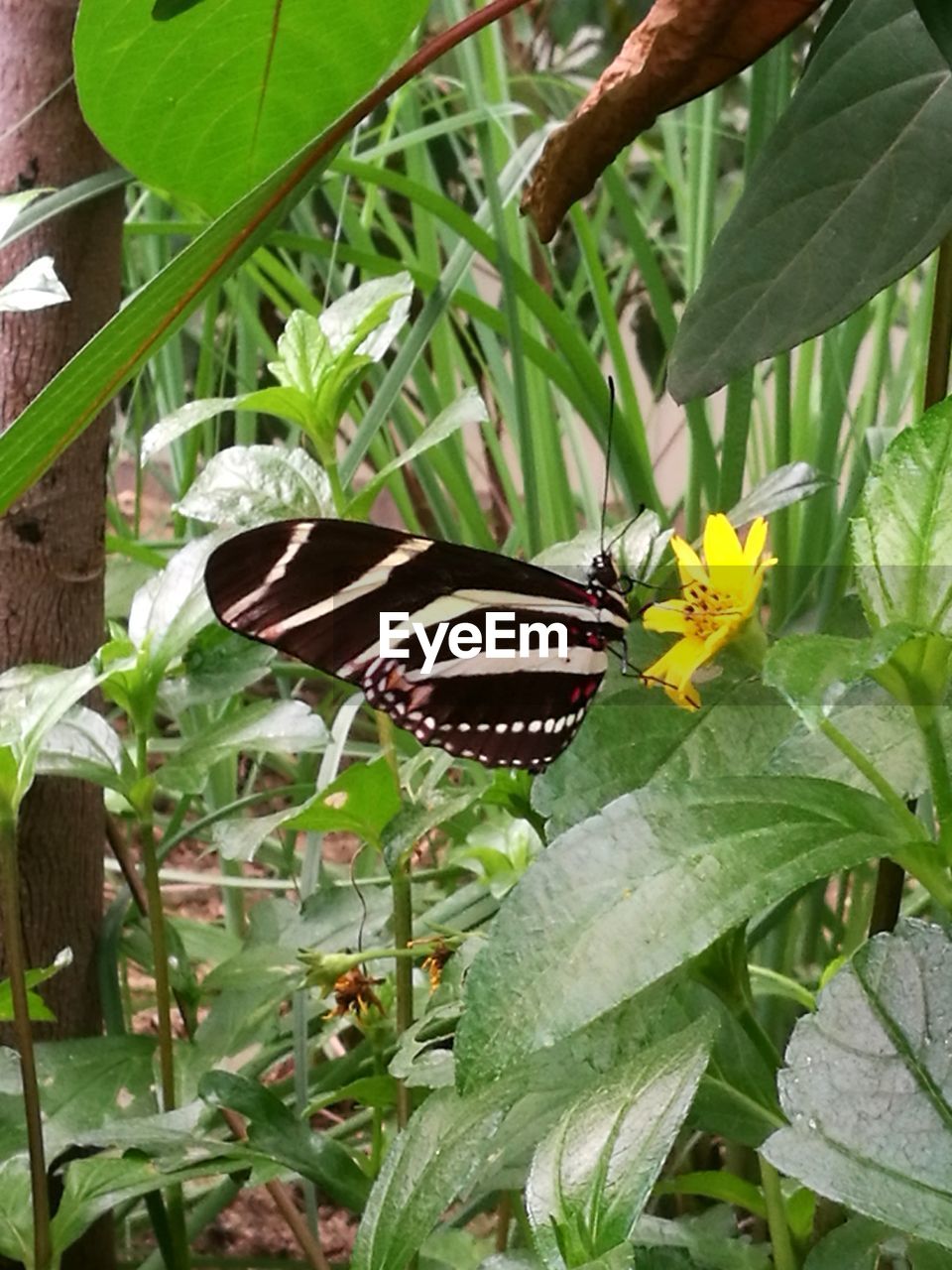 BUTTERFLY PERCHING ON PLANT