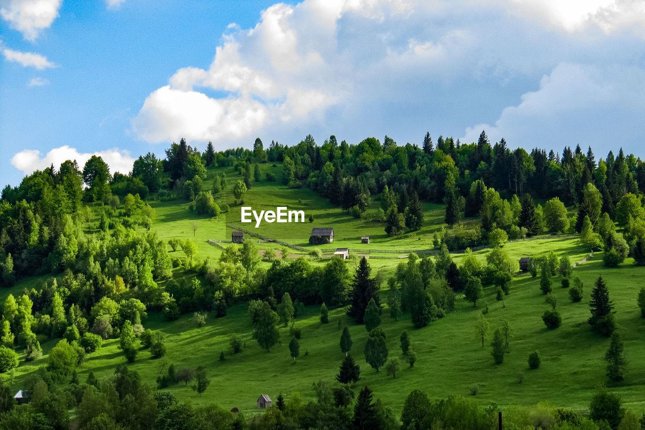 Green rural landscape against sky