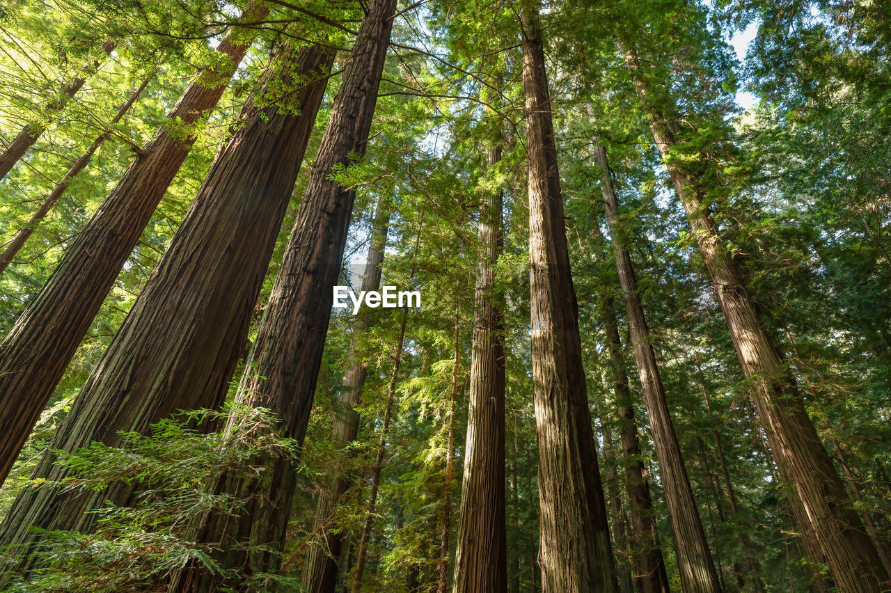 Looking up at giant redwood trees in a humboldt forest, california.