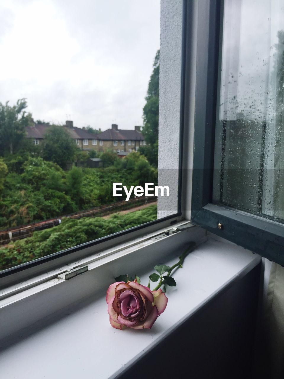 Close-up of rose on window sill