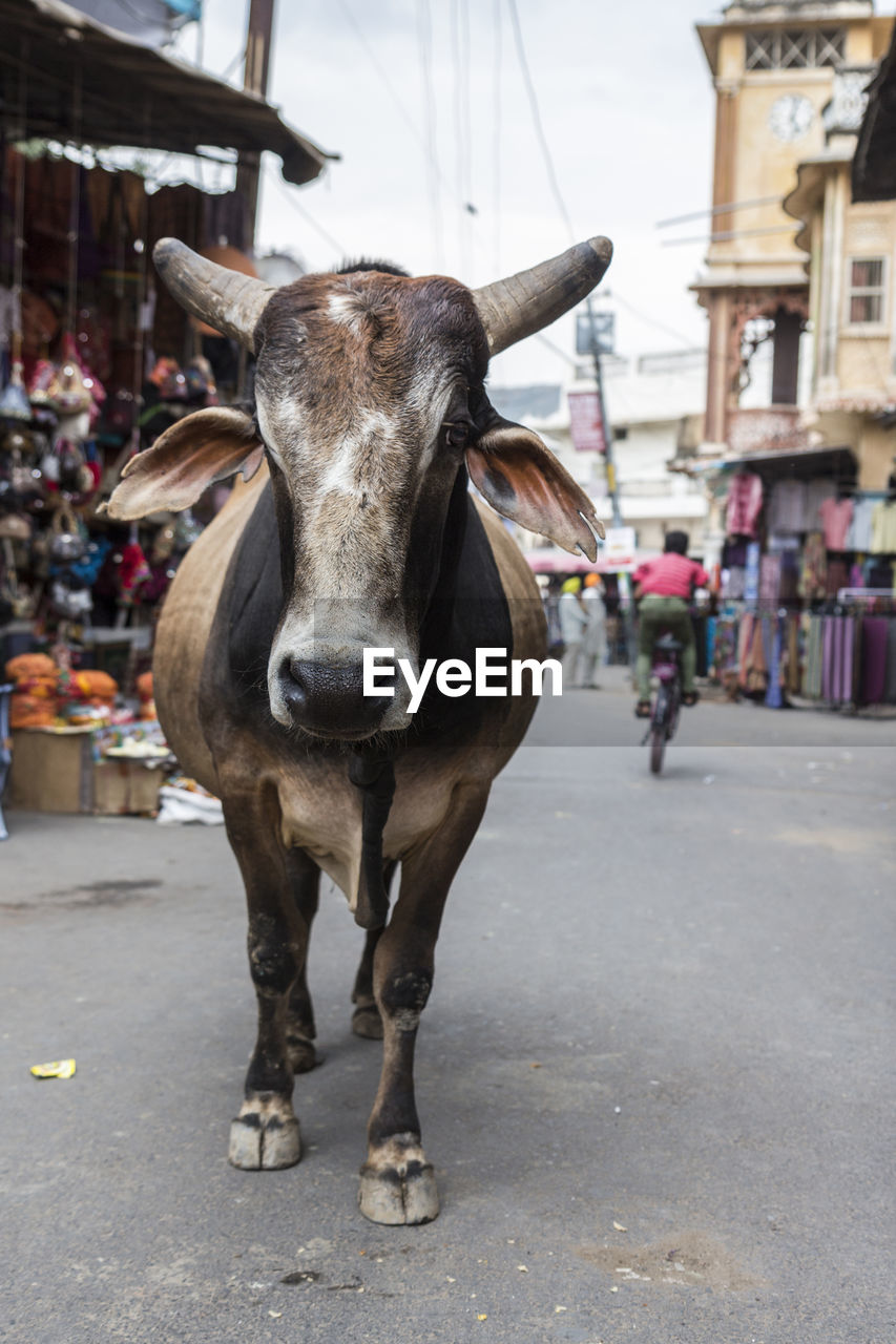 Alone stray ox in street of market, pushkar, rajasthan india