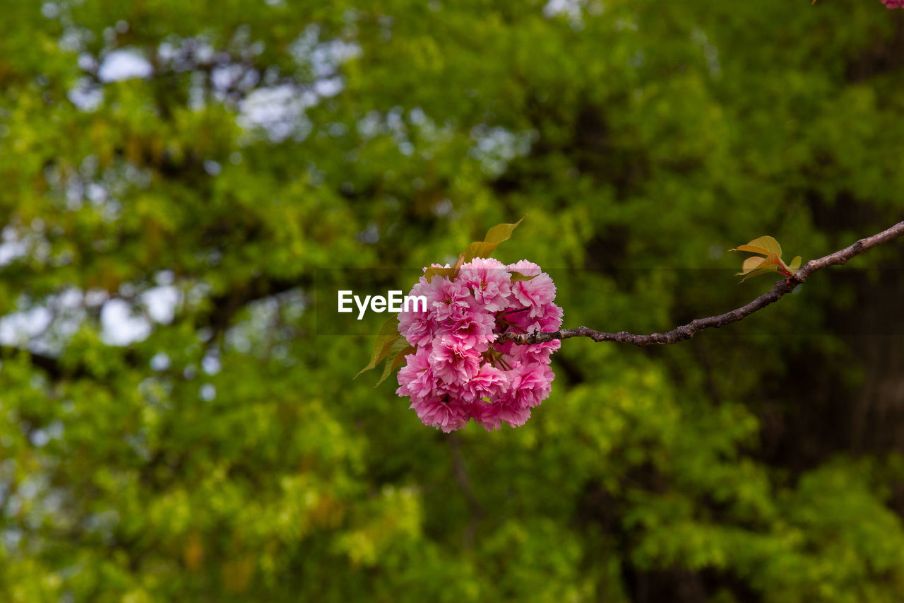 Close-up of pink flowering plant