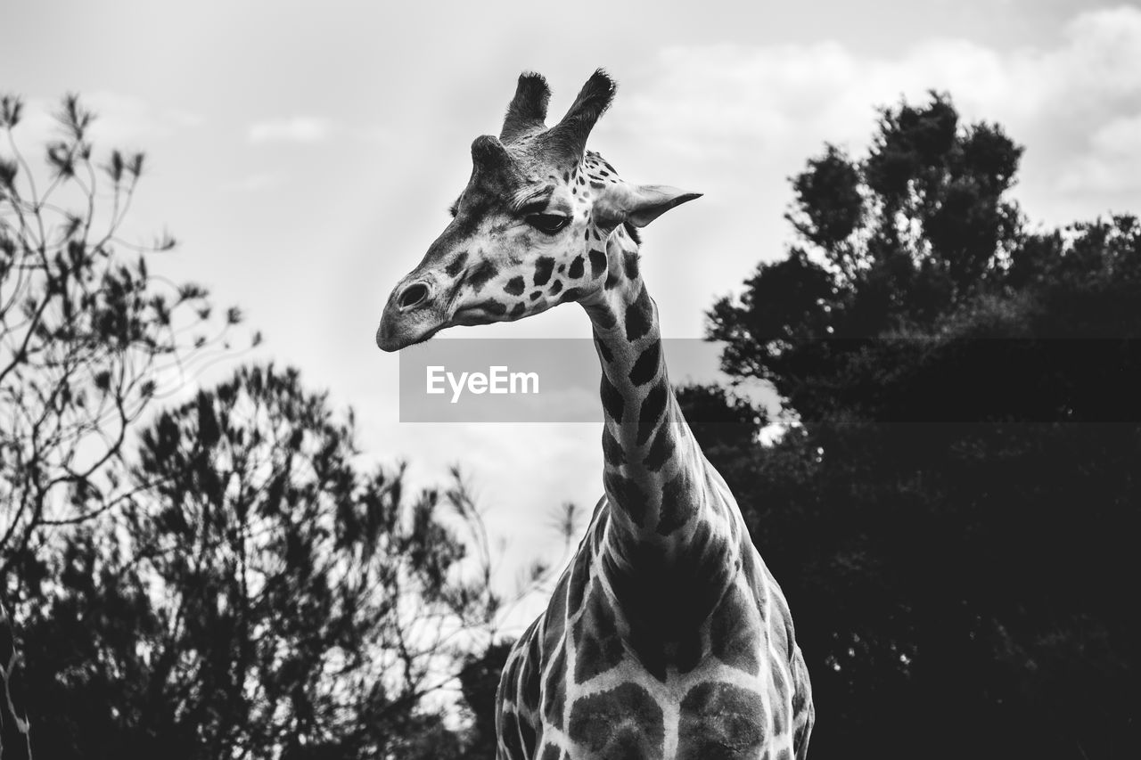 Low angle view of giraffe against trees