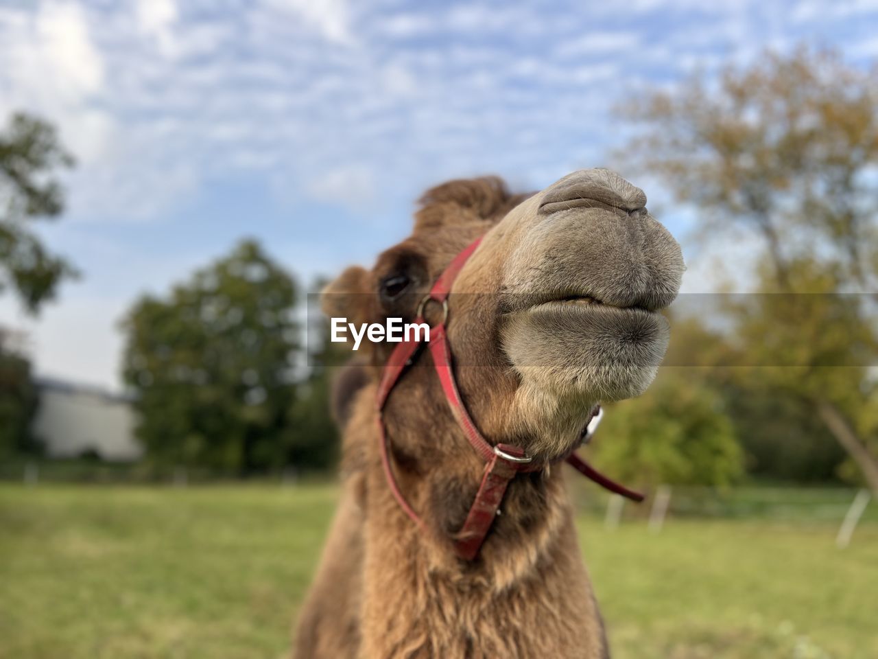 camel, animal themes, mammal, animal, one animal, arabian camel, domestic animals, pet, animal body part, focus on foreground, grass, animal head, plant, nature, livestock, sky, close-up, no people, agriculture, working animal, portrait, day, llama, outdoors, landscape, land, alpaca, bridle, animal wildlife