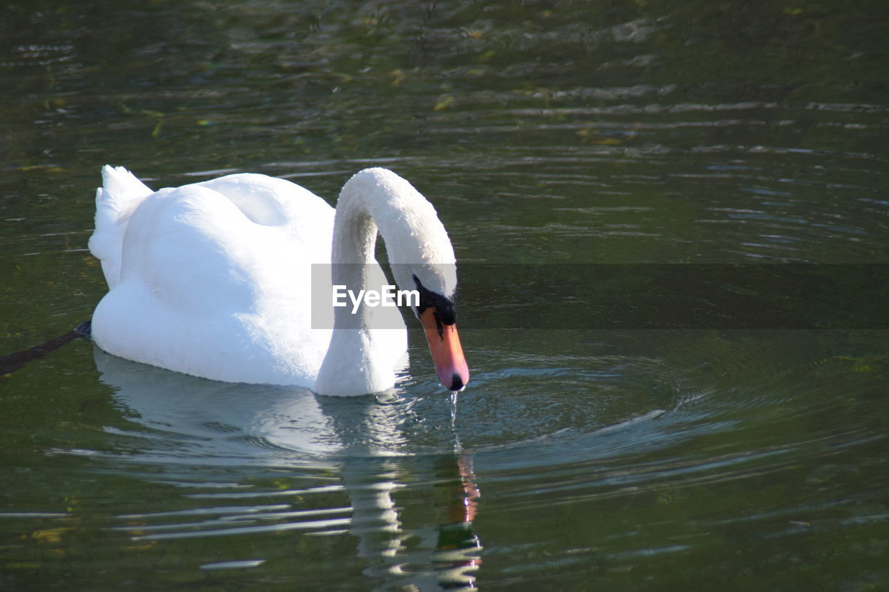 SWAN SWIMMING ON LAKE