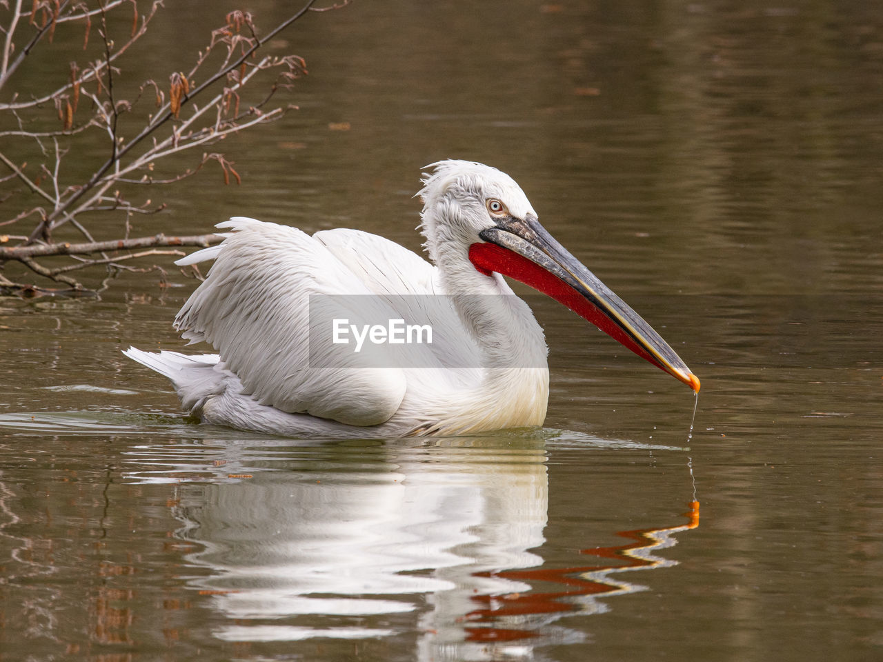 DUCK SWIMMING IN A LAKE