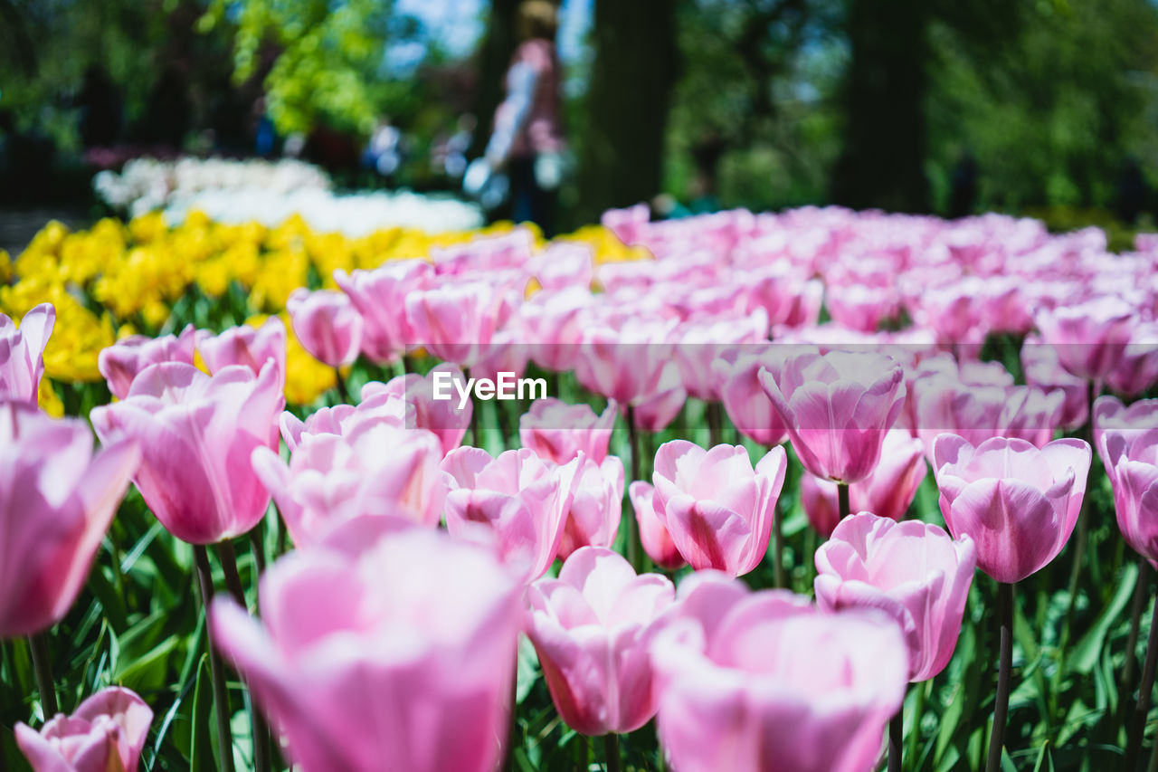 PINK FLOWERS BLOOMING IN PARK