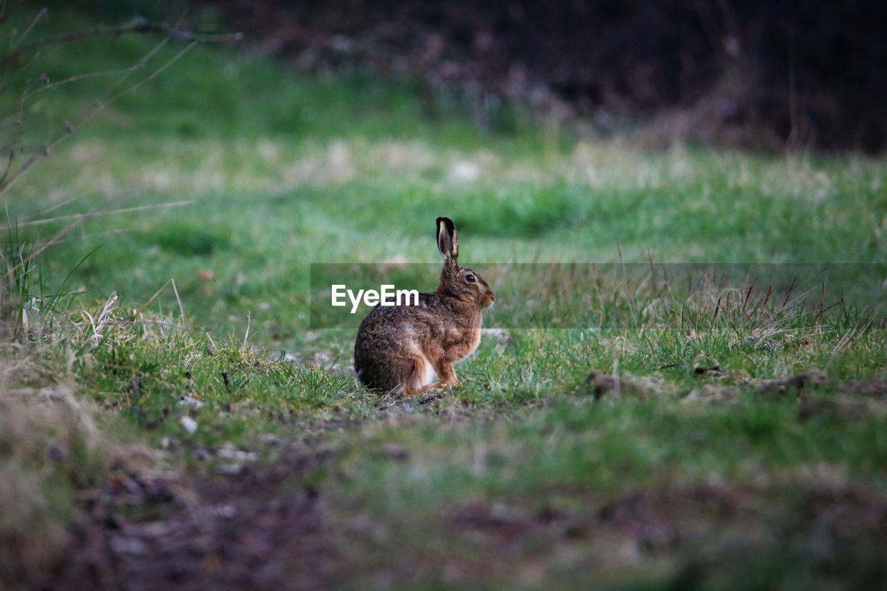 portrait of rabbit on grassy field