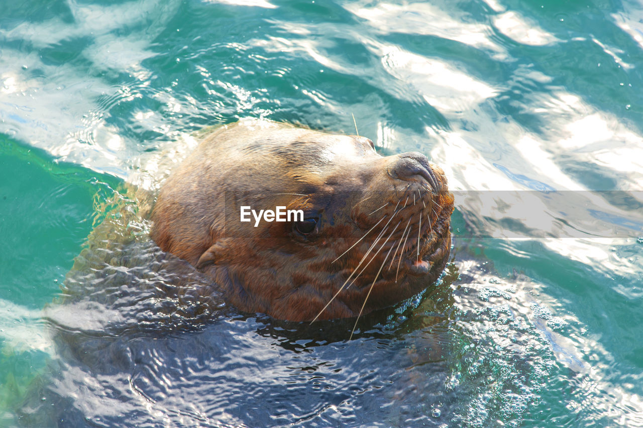 Steller sea lion in the water of avacha bay in kamchatka