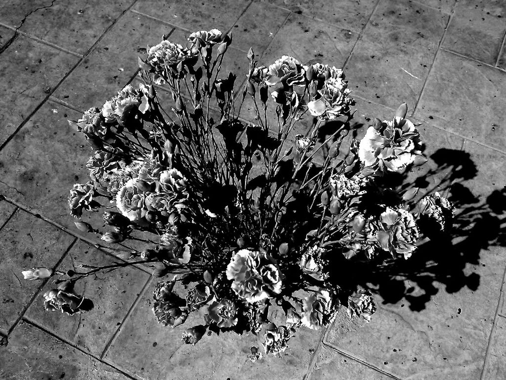 flower, tiled floor, high angle view, nature, fragility, environment, no people, day, plant, outdoors, freshness, flower head