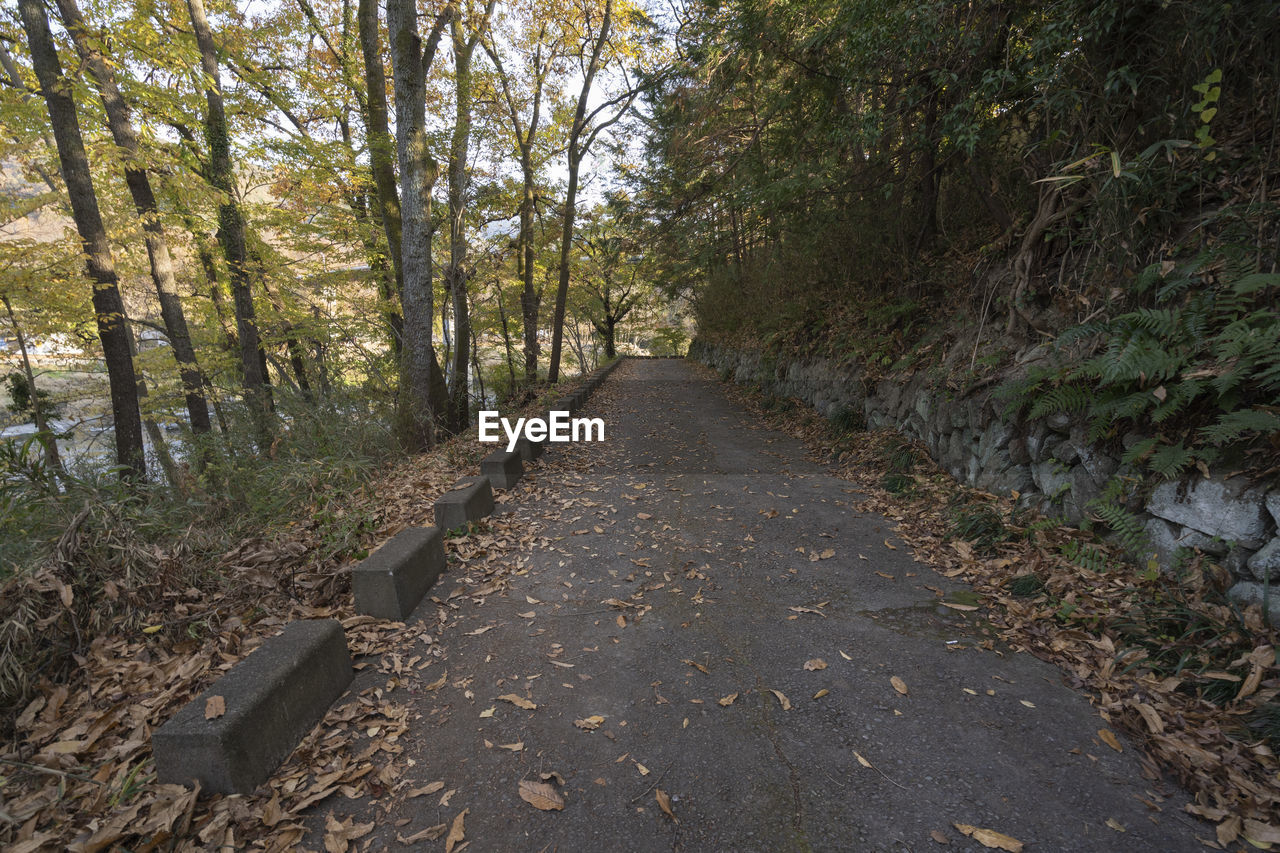 Road amidst trees in forest during autumn