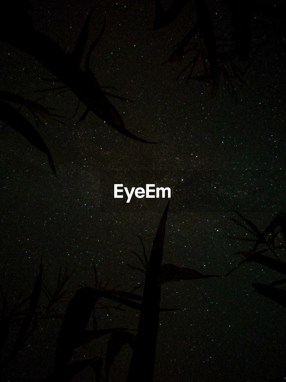 LOW ANGLE VIEW OF SILHOUETTE TREE AT NIGHT