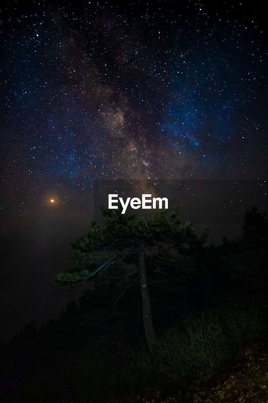 LOW ANGLE VIEW OF TREES AGAINST STAR FIELD
