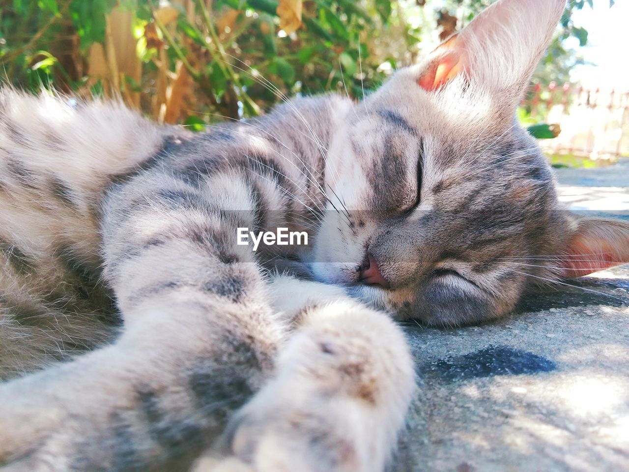 CLOSE-UP OF CAT LYING DOWN OUTDOORS