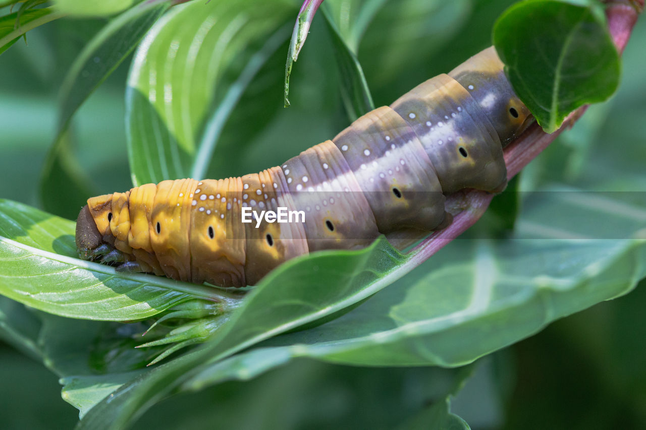 CLOSE-UP OF CATERPILLAR ON LEAF