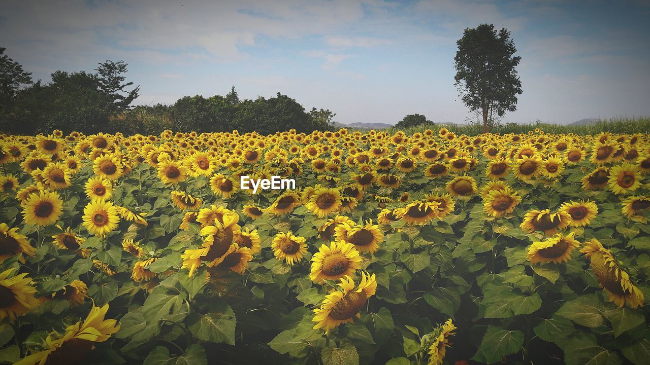 Close-up of sunflower field against sky