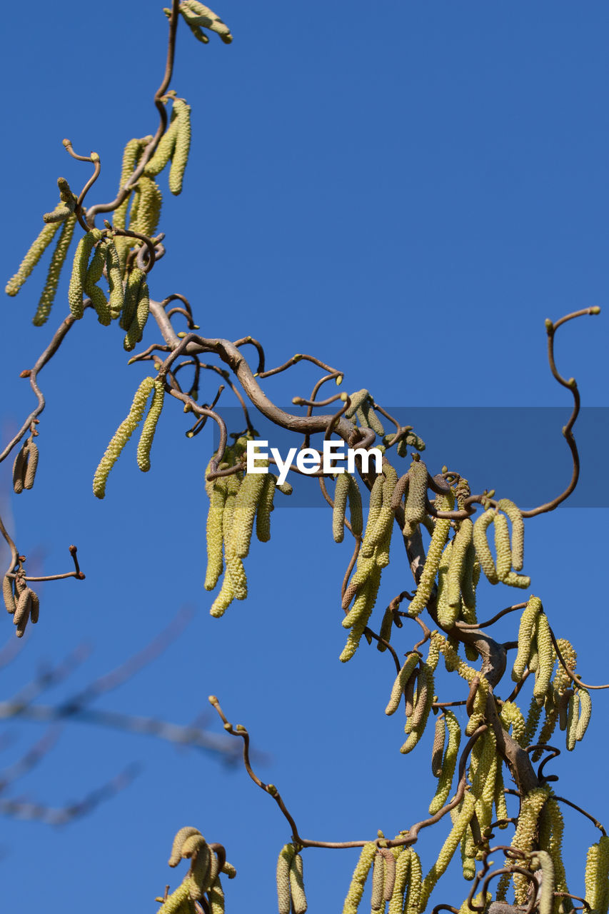 branch, sky, blue, nature, flower, clear sky, plant, no people, tree, low angle view, day, food, food and drink, outdoors, sunny, yellow, leaf