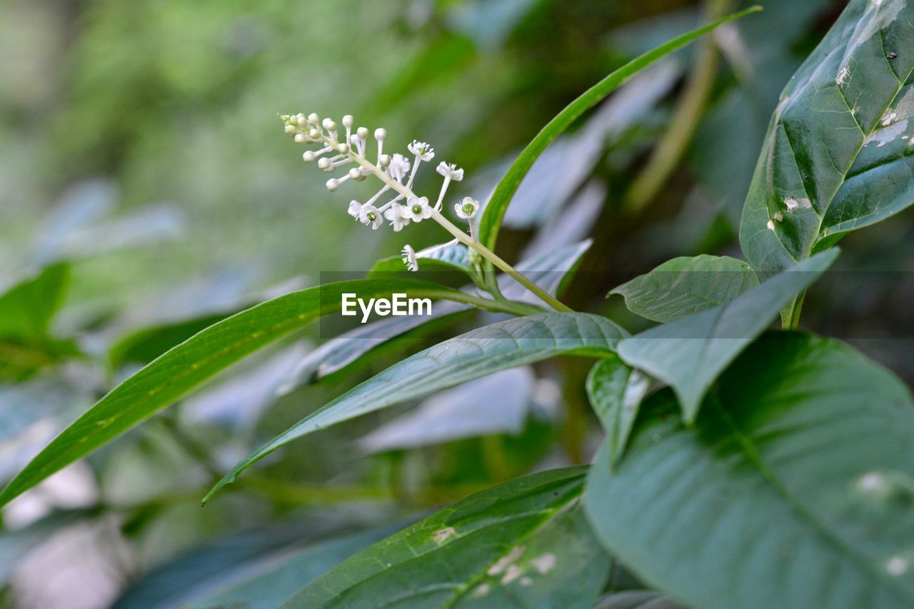 CLOSE-UP OF FRESH GREEN PLANT WITH RED FLOWER