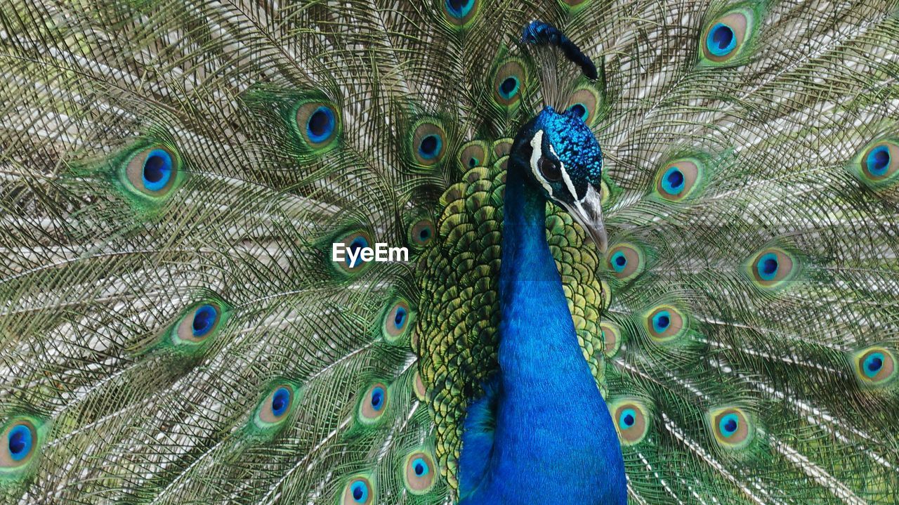 Close-up of peacock