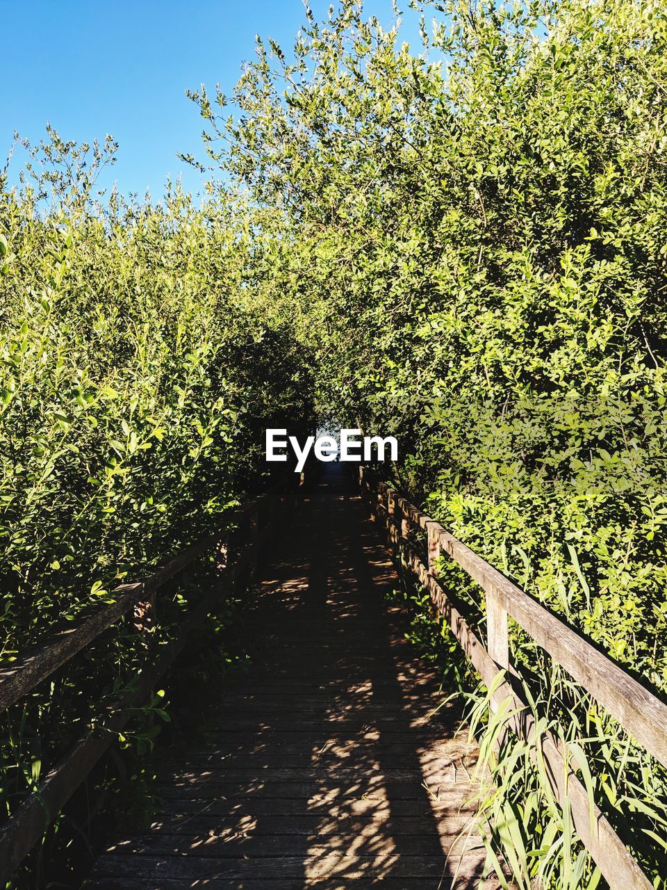 Footpath amidst trees in forest against sky