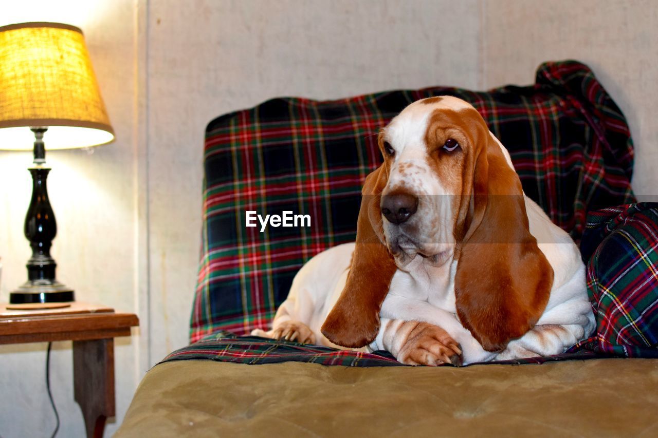 Portrait of a basset hound