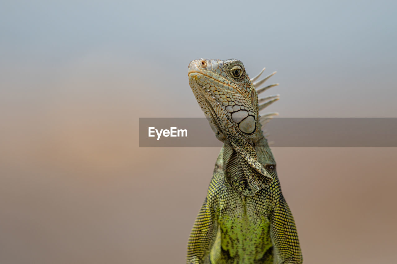 Frontal view of iguana looking at camera with one suspicious eye