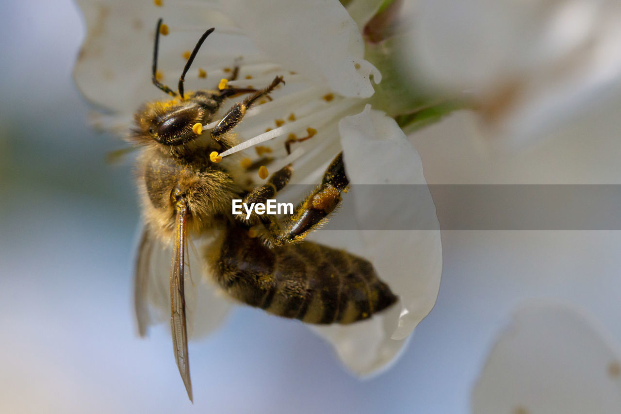 CLOSE-UP OF HONEY BEE POLLINATING FLOWER