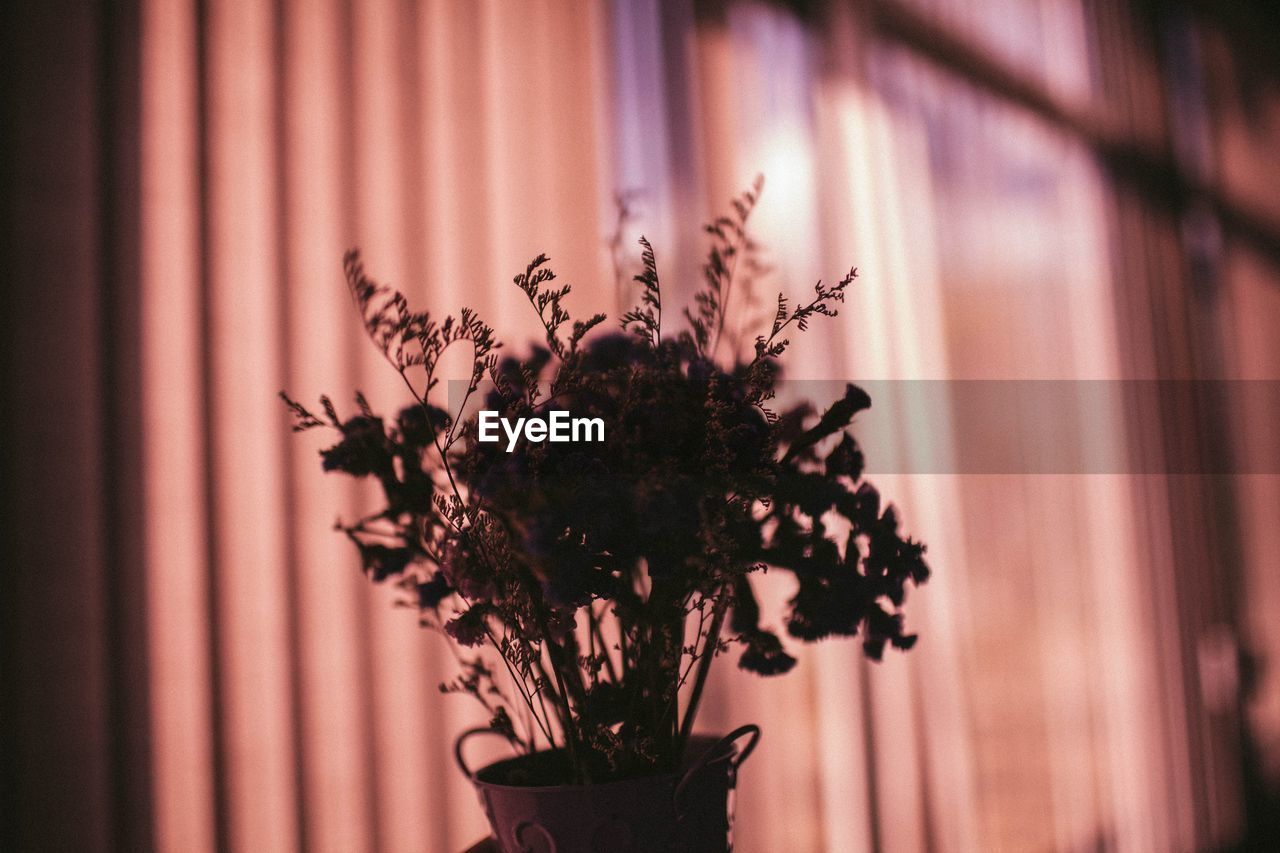CLOSE-UP OF FLOWER VASE AGAINST WINDOW