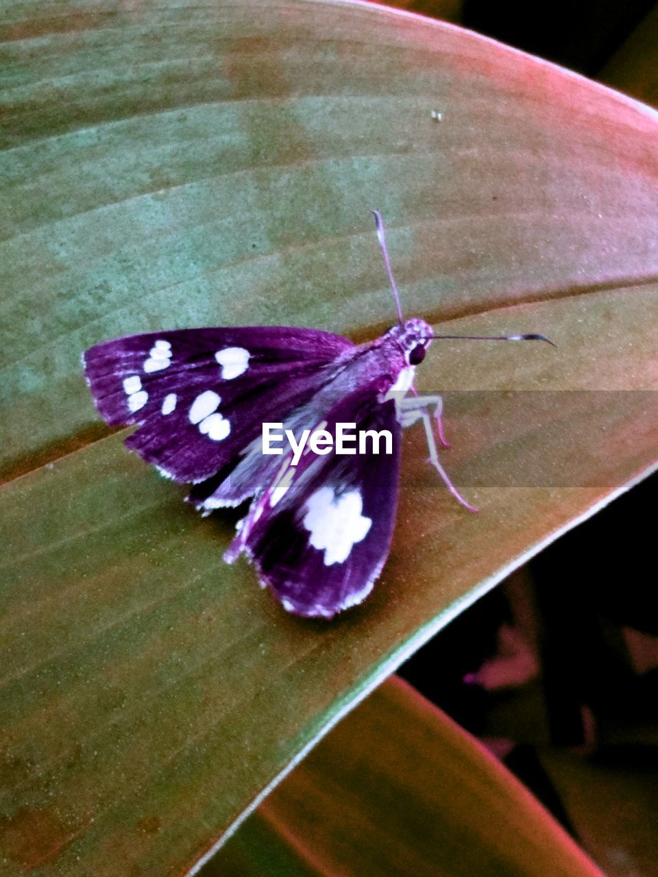 BUTTERFLY ON FLOWER