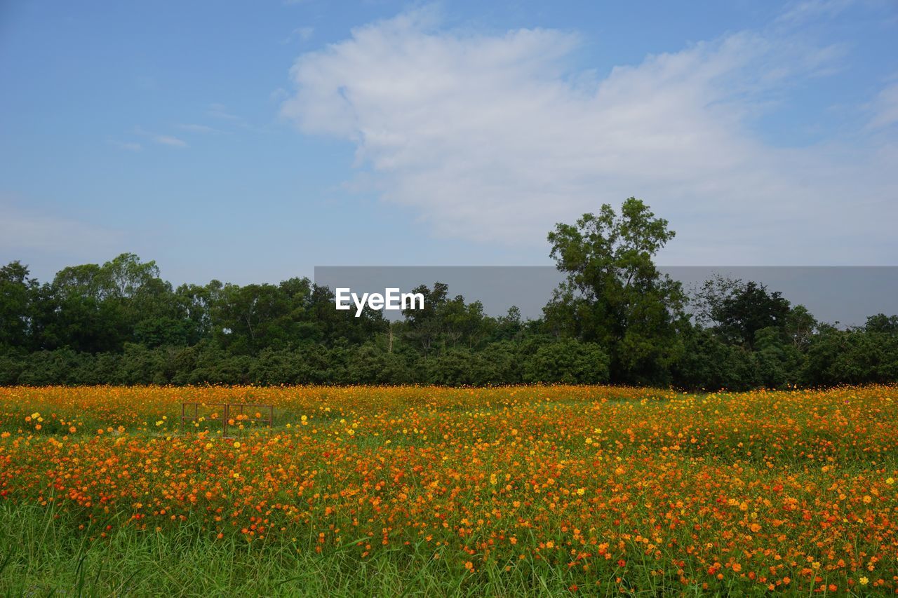 Scenic view of oilseed rape field against sky