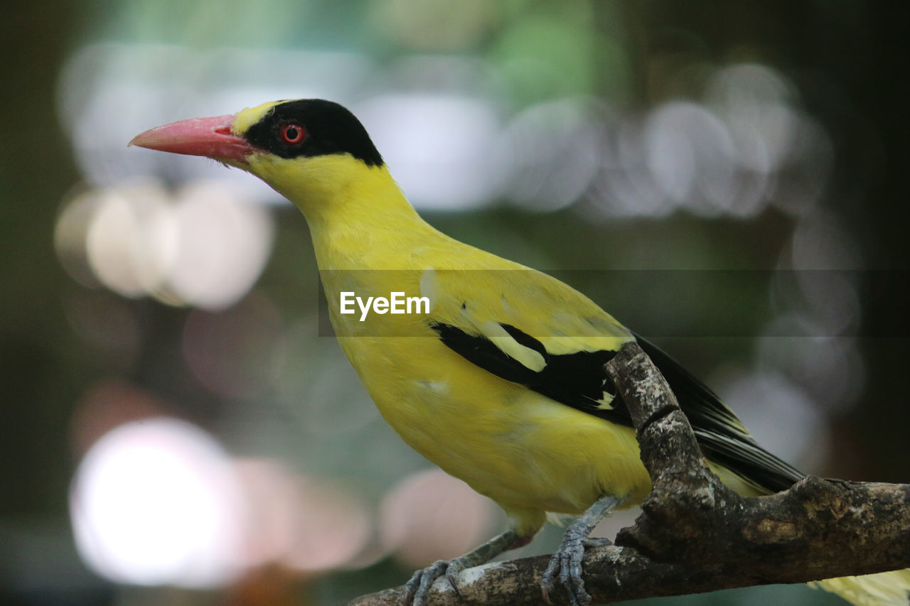 BIRD PERCHING ON A BRANCH