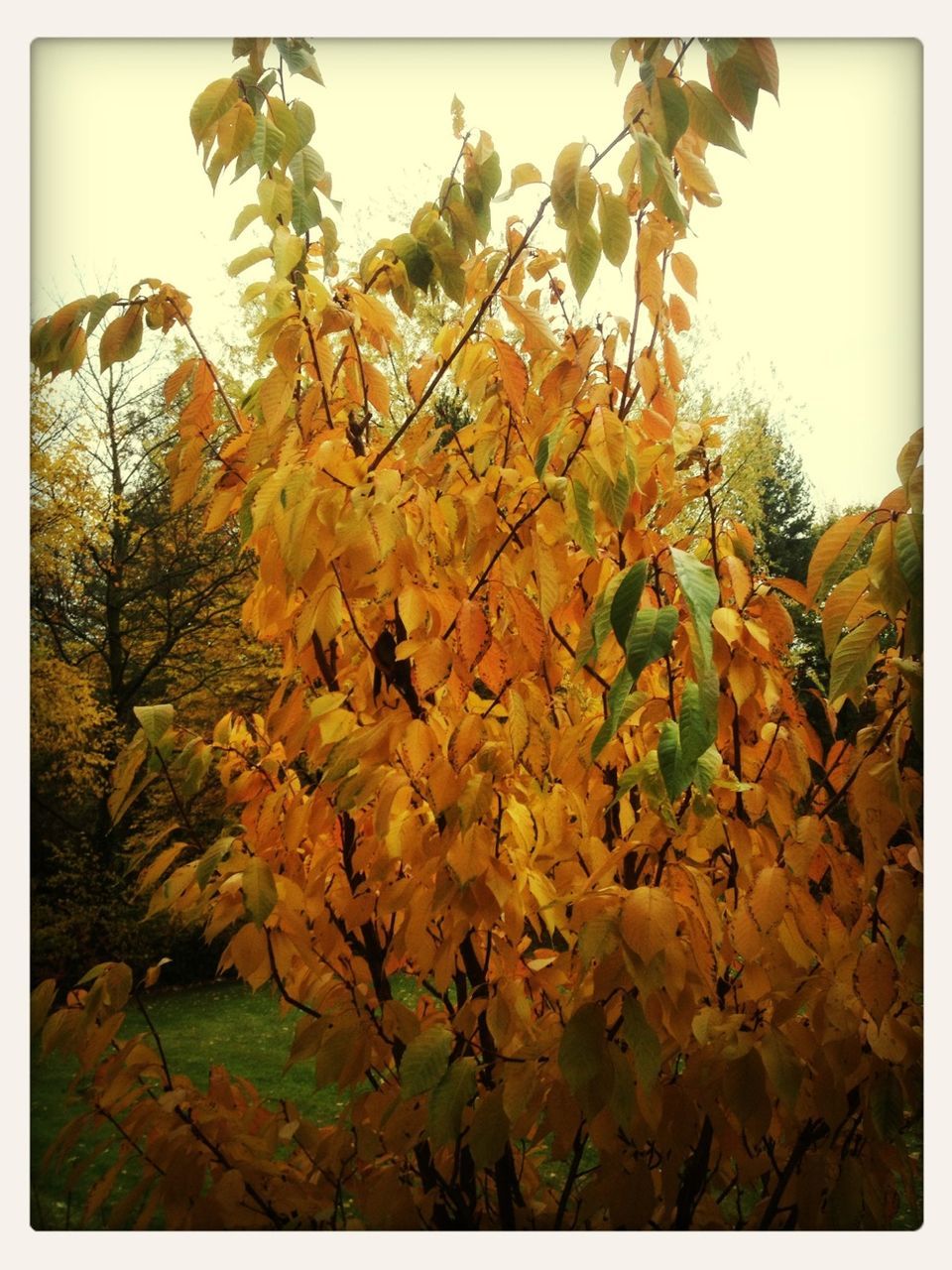 YELLOW FLOWERS GROWING ON TREE TRUNK