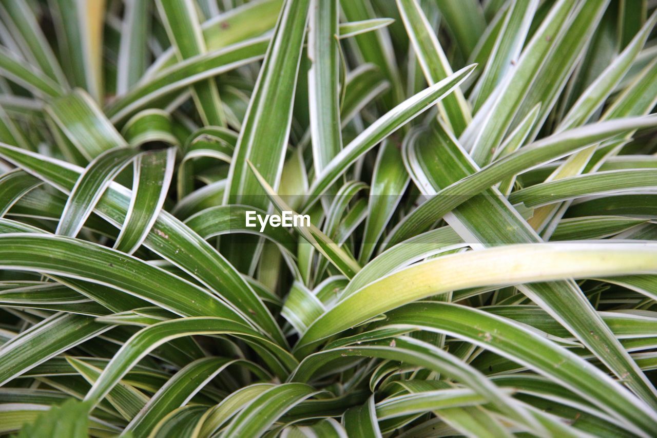 Full frame shot of plants