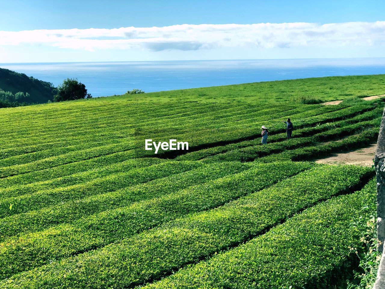 Scenic view of agricultural field against sea